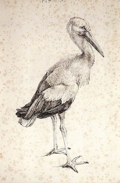 Albrecht Durer: The Stork, 1515