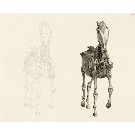 Engraving from 'Anatomy of a Horse' - front view
