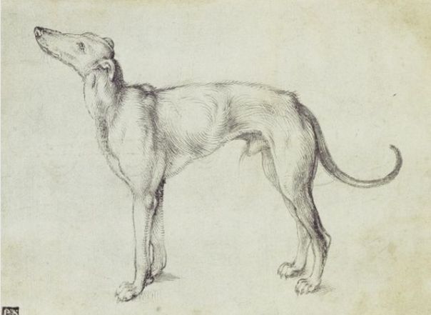 Albrecht Durer: A greyhound, c. 1500