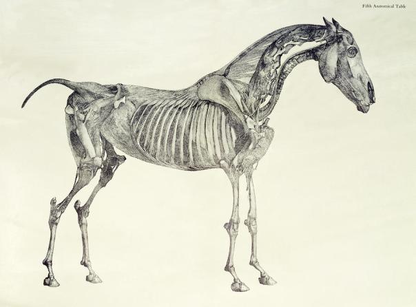 Engraving from 'The Anatomy of the Horse'