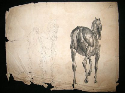 Engraving from 'The Anatomy of a Horse' - rear view
